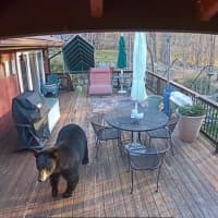 <p>This bear seems like it&#x27;s at home in Rockland County on a deck.</p>
