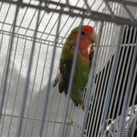 <p>Parrots were left abandoned in an SUV in distress in Suffolk County.</p>