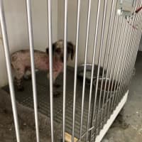 <p>Puppy from known puppy mill breeder that supplied Shake A Paw.</p>