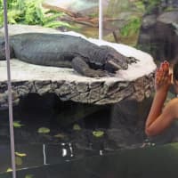 <p>The 7-foot Asian water monitor lizard at The Maritime Aquarium at Norwalk – known as a rare black dragon for the melanistic gene that made it all black – died unexpectedly overnight Monday.</p>