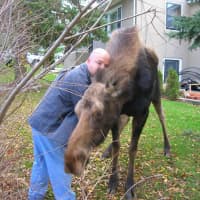 <p>Putnam County resident Brian Sweig said the moose on the loose spent several hours at his home in Patterson in the summer of 2016.</p>