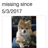 <p>Chippy was reported missing in Yonkers earlier this month.</p>