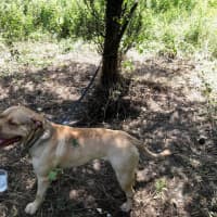 <p>A look at the abandoned dog tied to a tree off I-84.</p>