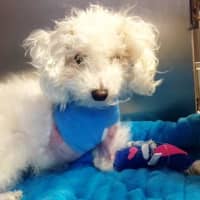 <p>Charlie Brown has since been adopted by a new family after having its leg amputated as a result of the improper care of a wound in Yonkers.</p>