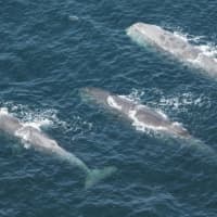 <p>Sperm whales can be found in the waters of New England Coral Canyons and Seamounts in the Atlantic Ocean, located about 150 miles off the coast of Connecticut.</p>