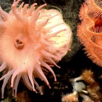 <p>The deep sea of the New England Coral Canyons and Seamounts in the Atlantic Ocean  is home to at least 73 different species of deep sea coral, countless sharks, whales, dolphins, sea turtles and sea birds.</p>