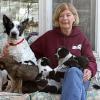 <p>Another dog you can vote for before Valentine&#x27;s Day with a Harrison Pet Rescue volunteer.</p>