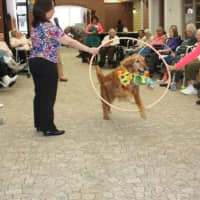 <p>Handlers hold a hoop as a dog jumps through it.</p>