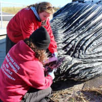 <p>Experts Lloyd Harbor, N.Y., examine a humpback whale that was found dead in Long Island Sound over the weekend. </p>
