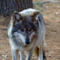 <p>Two Mexican gray wolves at Beardsley Zoo in Bridgeport braved root canals and tooth extractions recently.</p>