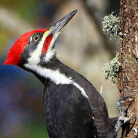 <p>The pileated woodpecker is among the 300 plus species of birds that can be seen in Westchester County, according to local Audubon folks.</p>