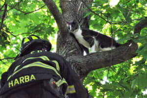 PHOTO GALLERY: Cat Up A Tree? No Problem For Ridgewood FD