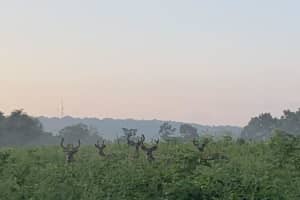 The Bucks Stop Here: Photo Shows Five Of Them Together In Area