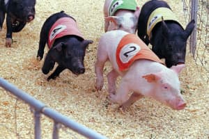 Pig Racing Banned In East Rutherford If 14,000 Have Their Way