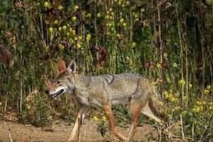 Woman Bitten By Coyote While Walking Dog In CT Park, Police Say