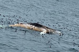 Humpback Whale Washes Up On Shore Near Montauk