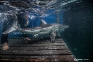 Shark Pinged 20-Miles Off NJ Coast