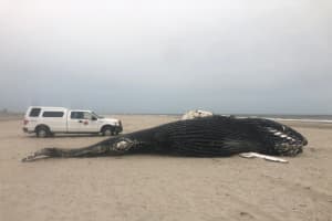 VIDEO: Necropsy Of Massive Dead Whale Under Way On Jersey Shore Beach