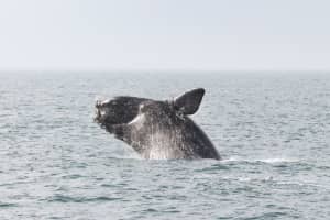 Whale Watchers Spot Entangled, Endangered Whale In 'Poor Condition' Off Jersey Shore Coast