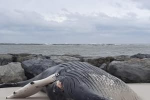 Frozen, Dead Humpback Whale Washes Up On New Jersey Beach