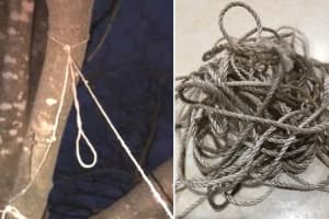 Bergen Mayor Insists Twisted Twine Tied To Tree Is A Noose