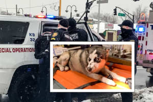 NJ Transit Police Rescue Dog Struck By Light Rail