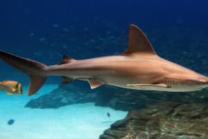 Man Charged With Having Seven Live Sandbar Sharks In His Pool With Intent To Sell Them