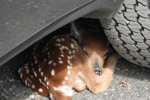 PHOTOS: Warren County Fire Department Rescues Sleeping Fawn From Underneath Resident’s Car