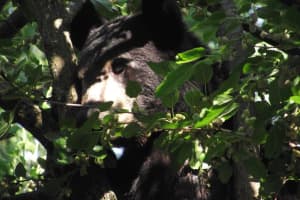 PHOTOS: Black Bear Spotted On Goffle Road In Hawthorne