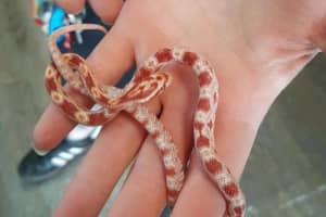 Teen Kills Baby Snake Moments After Purchase, Lodi Store Employees Say
