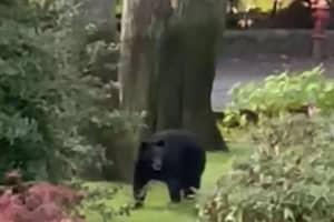 VIDEO: Police In Westchester Report Bear Sightings, Warn Against Feeding