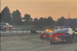 Cow Shot Dead On I-81 By PA State Police In Shippensburg