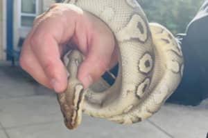 Python Found At Central PA School: Police