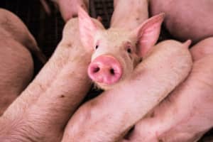 Tractor-Trailer Carrying 500+ Pigs Overturns On Highway: PennDOT