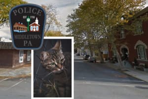 ANIMAL CRUELTY: Cat Shot In Face In Central Pennsylvania, Police Say