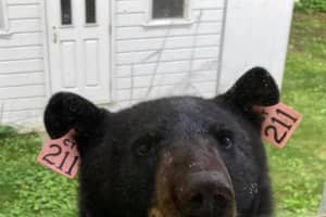 Beloved 'Bear 211' Struck, Killed By Vehicle In Fairfield County