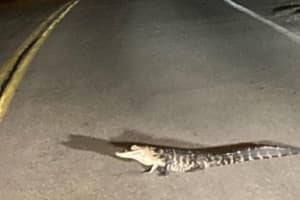 3-Foot Alligator On The Loose In PA