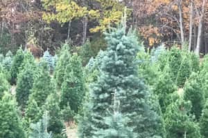 Dutchess County: Here Are The Best Places To Cut Your Own Christmas Tree