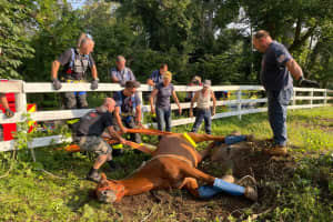Trapped Horse Rescued By Fire Department In Area