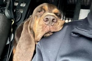 'There's A Hole In Our Hearts': Trusted, Reliable North Jersey Police Bloodhound Dies