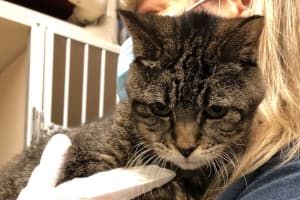 Total Of 68 Cats Rescued From Single Massachusetts Home