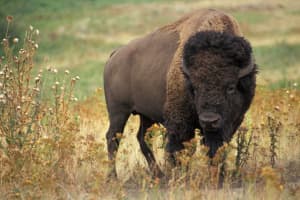 State Police Working To Roundup 75 Bison After Escape From Upstate Farm