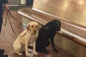 State Police K9 Officers Patrol Metro-North Trains For New Year's Eve Trips