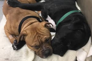 Park Ridge Rescue's 'Throw-Away Dogs' Find Solace In Each Other
