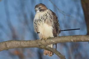 CT DEEP Investigating After Illegal Shooting Of Red-Tailed Hawk In Oxford