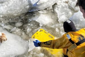 Dog Stuck On Ice Rescued By City Of Newburgh Firefighters