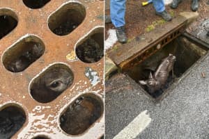 Deer Rescued From Demarest Storm Drain