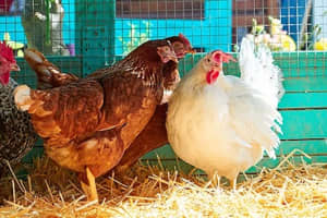 Highly Pathogenic Bird Flu Detected In Birds, Poultry At Washington County Farm