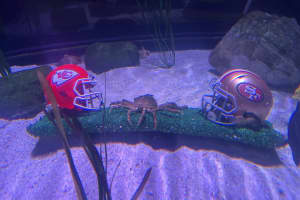 Sports-Loving Crab From American Dream Mall Aquarium Makes Super Bowl LVIII Prediction