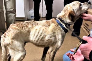 Northern Westchester Woman Charged With Animal Cruelty After Discovery Of Emaciated Dog